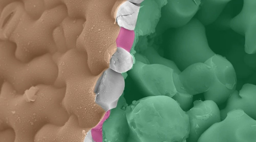بدأ العلماء في فك اللغة السرية للنباتات بدأ العلماء في فك اللغة السرية للنباتات