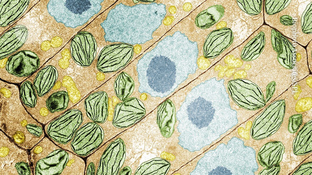 للنباتات لغة سرية بدأ العلماء للتو في فك شفرتها