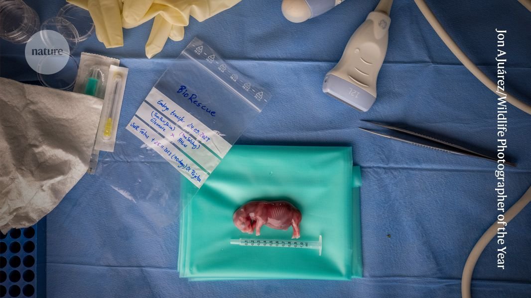 هل يستطيع التلقيح الصناعي حماية وحيد القرن الأبيض الشمالي من الانقراض؟