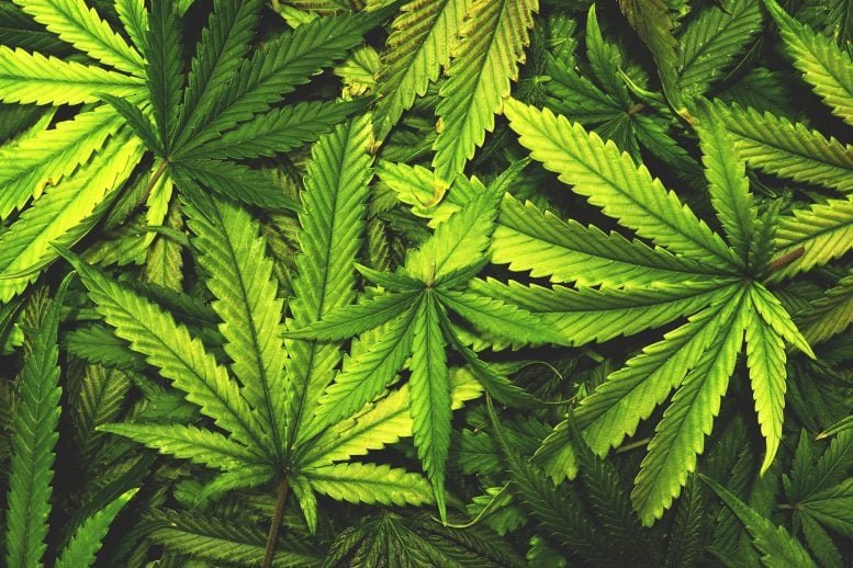 أوراق القنب, خمر, الماريجوانا, leaf