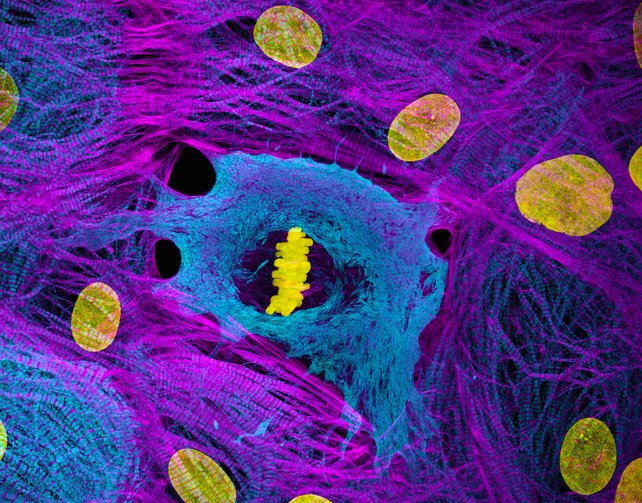 01NikonSmallWorld2025HeartCellsBurnetteDylan