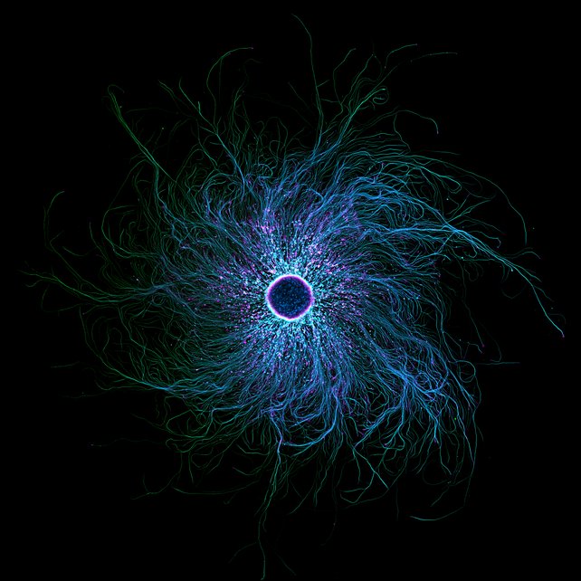 06NikonSmallWorld2025WhittakerStella