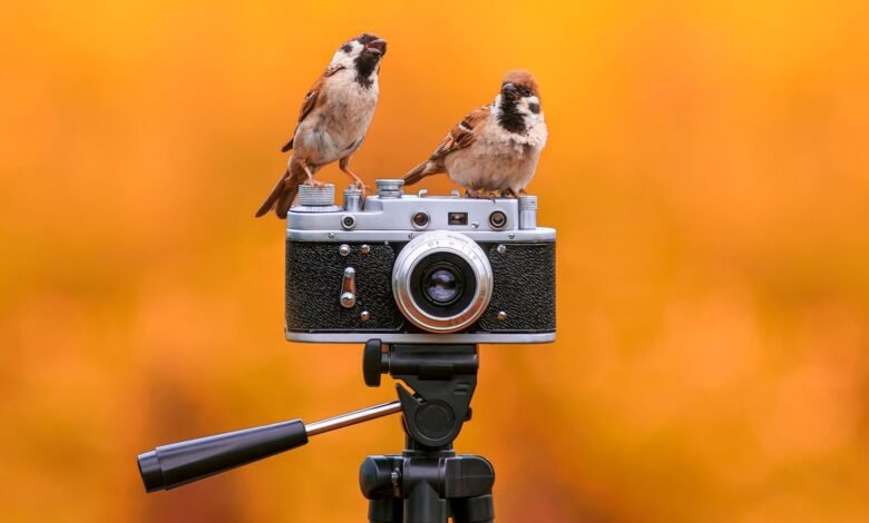 5 نصائح بسيطة لتصوير الحياة البرية للحصول على لقطات أفضل بدون معدات فاخرة 1 5 نصائح بسيطة لتصوير الحياة البرية للحصول على لقطات أفضل بدون معدات فاخرة