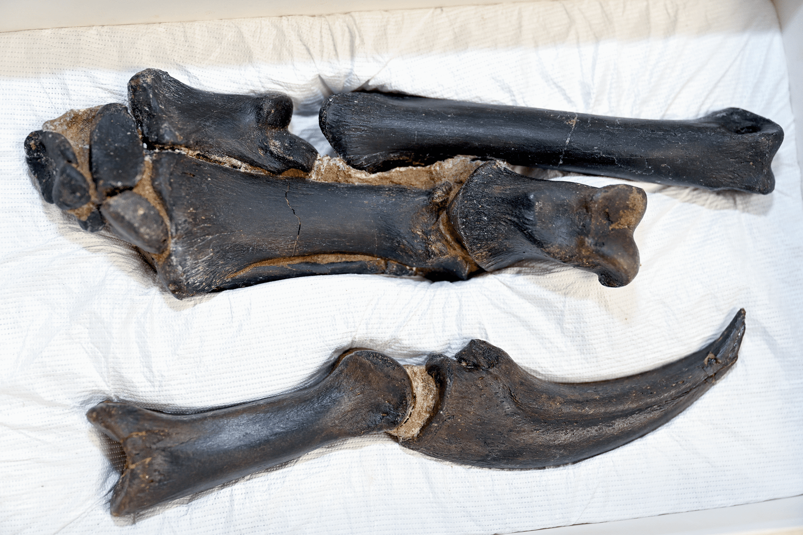 Nanotryrannus ثبت بما لا يدع مجالا للشك أنه نوع جديد من الديناصورات وليس مجرد تي ريكس في سن المراهقة 5 9LxpnnregZApg2JFUQbJBf scaled