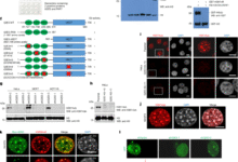 A conserved H3K14ub-driven H3K9me3 for chromatin compartmentalization