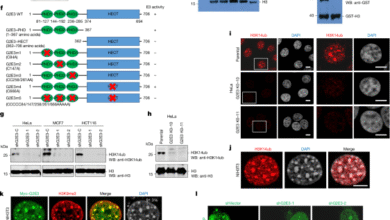 A conserved H3K14ub-driven H3K9me3 for chromatin compartmentalization