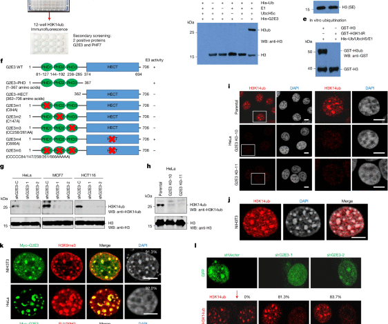 A conserved H3K14ub-driven H3K9me3 for chromatin compartmentalization 1 A conserved H3K14ub-driven H3K9me3 for chromatin compartmentalization