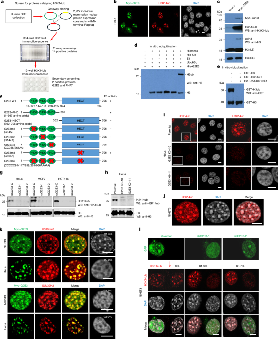 A conserved H3K14ub-driven H3K9me3 for chromatin compartmentalization 3 A conserved H3K14ub-driven H3K9me3 for chromatin compartmentalization
