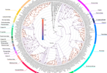 A global coral phylogeny reveals resilience and vulnerability through deep time