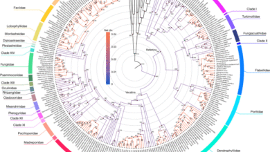 A global coral phylogeny reveals resilience and vulnerability through deep time