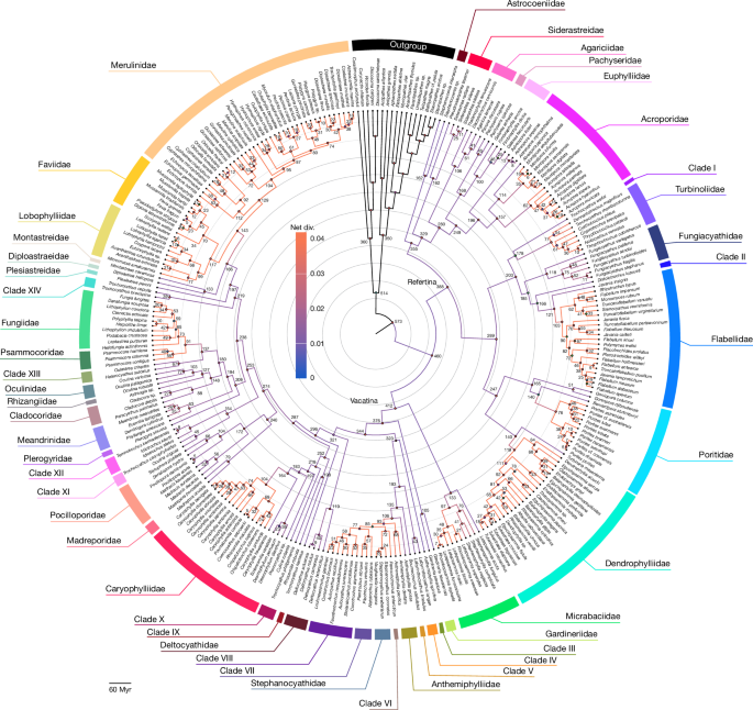 A global coral phylogeny reveals resilience and vulnerability through deep time 3 A global coral phylogeny reveals resilience and vulnerability through deep time