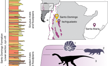 A long-necked early dinosaur from a newly discovered Upper Triassic basin in the Andes