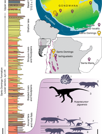 A long-necked early dinosaur from a newly discovered Upper Triassic basin in the Andes