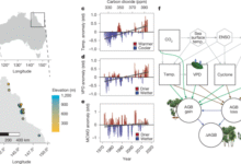 Aboveground biomass in Australian tropical forests now a net carbon source