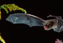 Best bat detectors in 2025 — Hear bats and their echolocation