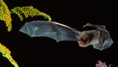 Best bat detectors in 2025 — Hear bats and their echolocation
