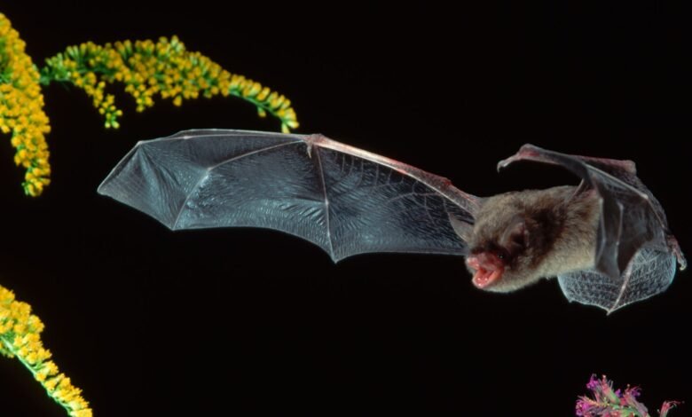 Best bat detectors in 2025 — Hear bats and their echolocation 1 Best bat detectors in 2025 — Hear bats and their echolocation