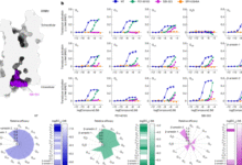 Designing allosteric modulators to change GPCR G protein subtype selectivity