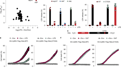 Enteropathogenic bacteria evade ROCK-driven epithelial cell extrusion