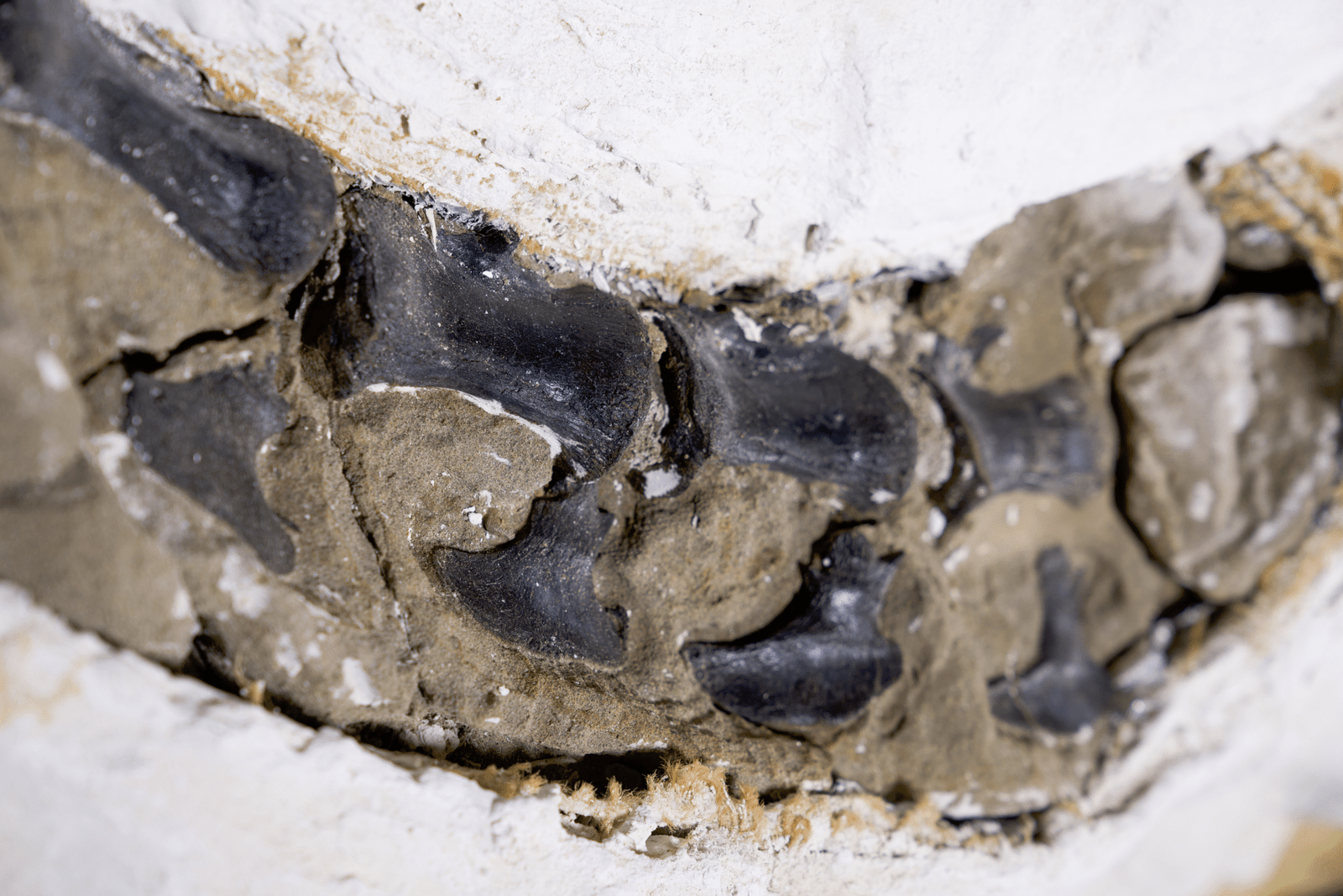 Nanotryrannus ثبت بما لا يدع مجالا للشك أنه نوع جديد من الديناصورات وليس مجرد تي ريكس في سن المراهقة 6 FmBTAmpK3pnW7PAGLeWX8f scaled