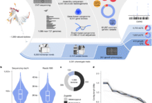 From genotype to phenotype with 1,086 near telomere-to-telomere yeast genomes