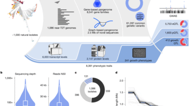 From genotype to phenotype with 1,086 near telomere-to-telomere yeast genomes
