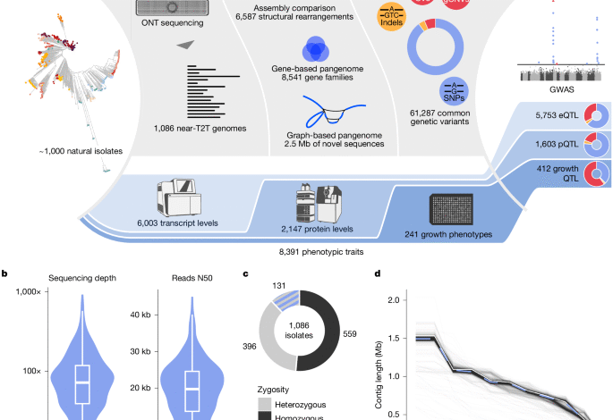 From genotype to phenotype with 1,086 near telomere-to-telomere yeast genomes 1 From genotype to phenotype with 1,086 near telomere-to-telomere yeast genomes
