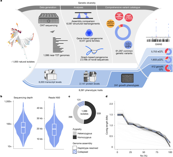 From genotype to phenotype with 1,086 near telomere-to-telomere yeast genomes 3 From genotype to phenotype with 1,086 near telomere-to-telomere yeast genomes