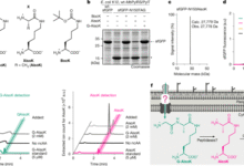 Hijacking a bacterial ABC transporter for genetic code expansion