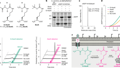 Hijacking a bacterial ABC transporter for genetic code expansion