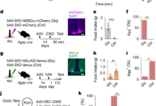 Integration of hunger and hormonal state gates infant-directed aggression