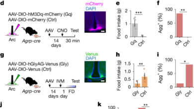 Integration of hunger and hormonal state gates infant-directed aggression