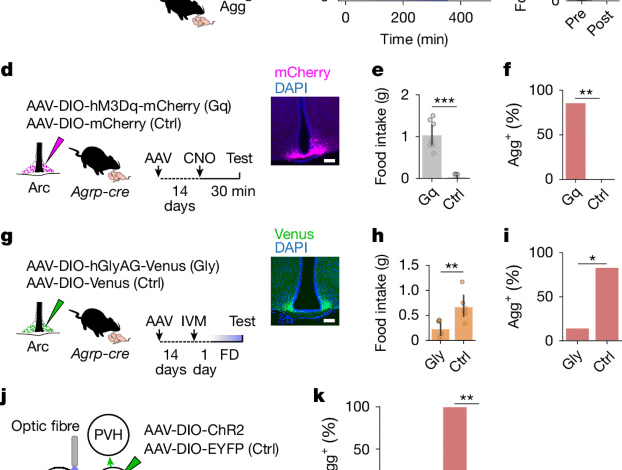 Integration of hunger and hormonal state gates infant-directed aggression