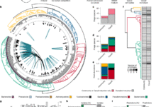Isolation, engineering and ecology of temperate phages from the human gut