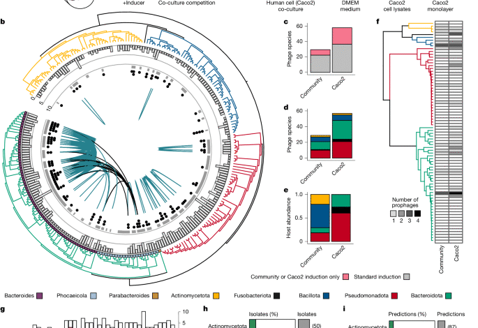 Isolation, engineering and ecology of temperate phages from the human gut 1 Isolation, engineering and ecology of temperate phages from the human gut
