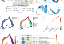 Mapping Plasmodium transitions and interactions in the Anopheles female