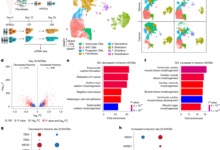 Myocardial reprogramming by HMGN1 underlies heart defects in trisomy 21