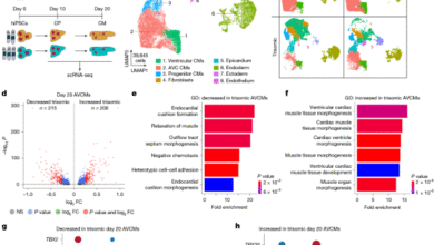Myocardial reprogramming by HMGN1 underlies heart defects in trisomy 21