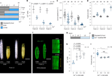 Neuroendocrine control of calcium mobilization in the fruit fly