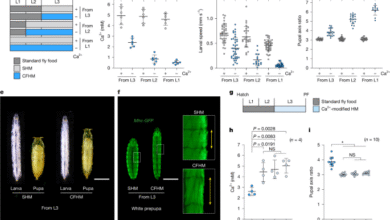 Neuroendocrine control of calcium mobilization in the fruit fly