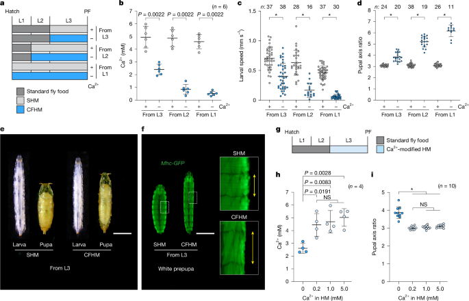Neuroendocrine control of calcium mobilization in the fruit fly 1 Neuroendocrine control of calcium mobilization in the fruit fly