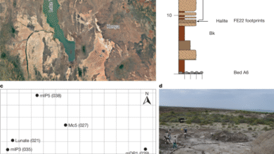New fossils reveal the hand of Paranthropus boisei