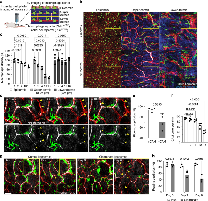 Niche-specific dermal macrophage loss promotes skin capillary ageing 3 Niche-specific dermal macrophage loss promotes skin capillary ageing