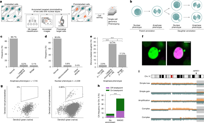 Origins of chromosome instability unveiled by coupled imaging and genomics Origins of chromosome instability unveiled by coupled imaging and genomics