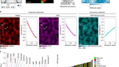 Spatial metabolic gradients in the liver and small intestine