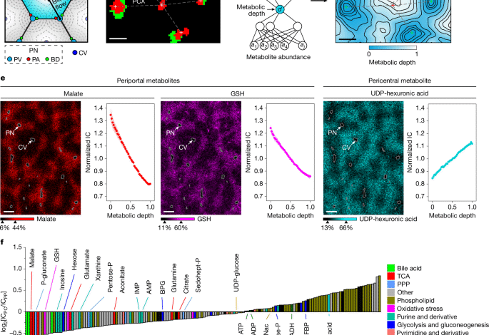 Spatial metabolic gradients in the liver and small intestine 1 Spatial metabolic gradients in the liver and small intestine