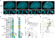 The astrocytic ensemble acts as a multiday trace to stabilize memory