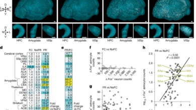 The astrocytic ensemble acts as a multiday trace to stabilize memory