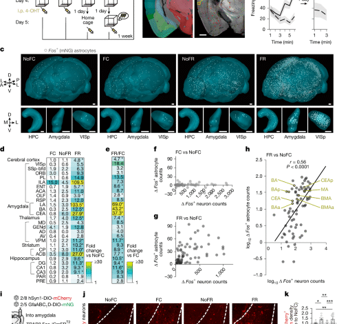 The astrocytic ensemble acts as a multiday trace to stabilize memory 1 The astrocytic ensemble acts as a multiday trace to stabilize memory