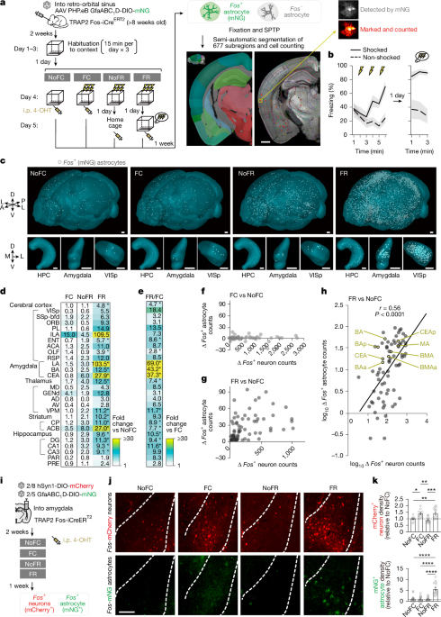The astrocytic ensemble acts as a multiday trace to stabilize memory 3 The astrocytic ensemble acts as a multiday trace to stabilize memory